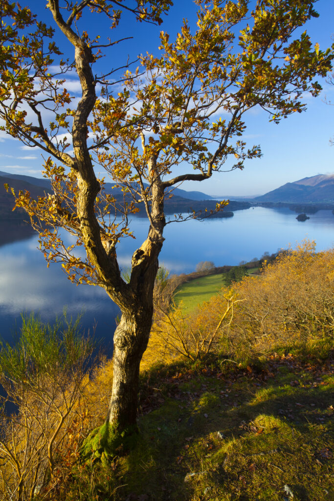 England, Cumbria, Lake District National Park. Derwentwater near Keswick, viewed from Surprise View On Gowder Crag.