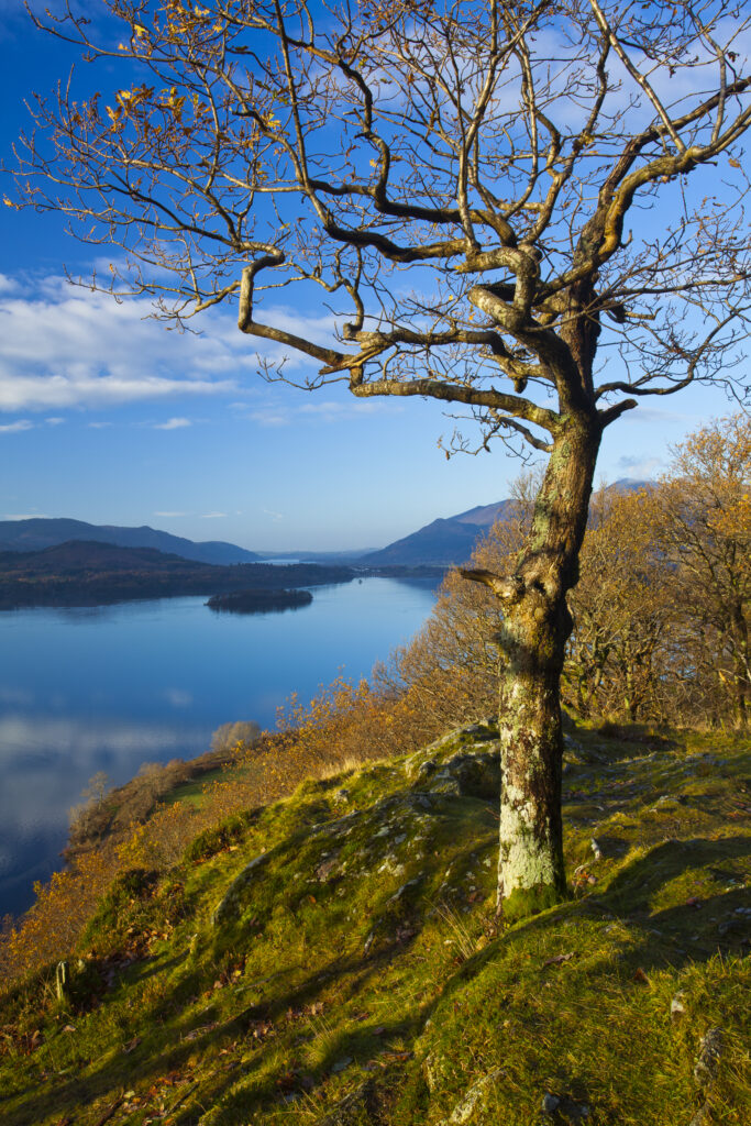 England, Cumbria, Lake District National Park. Derwentwater near Keswick, viewed from Surprise View On Gowder Crag.