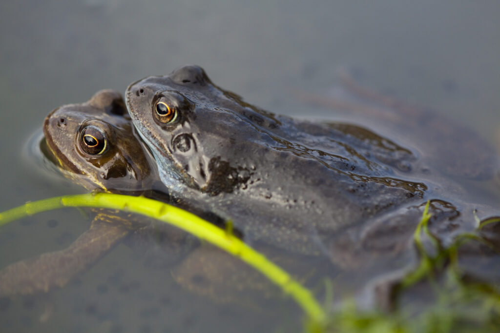 England, Northumberland, Gosforth. Frogs spawning at the NWT urban reserve in Gosforth, Newcastle upon Tyne.