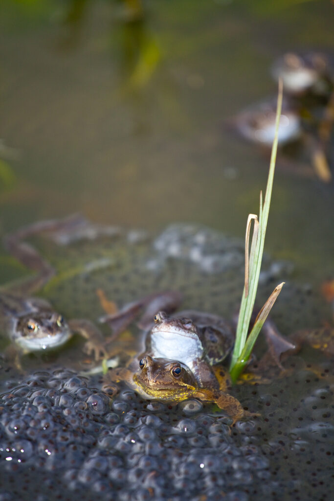 England, Northumberland, Gosforth. Frogs spawning at the NWT urban reserve in Gosforth, Newcastle upon Tyne.