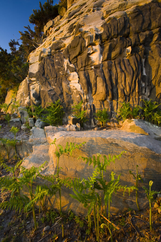 England, Northumberland, Kyloe Hills. Native ferns below an impressive Sandstone ridge formation found on the Kyloe Hills.