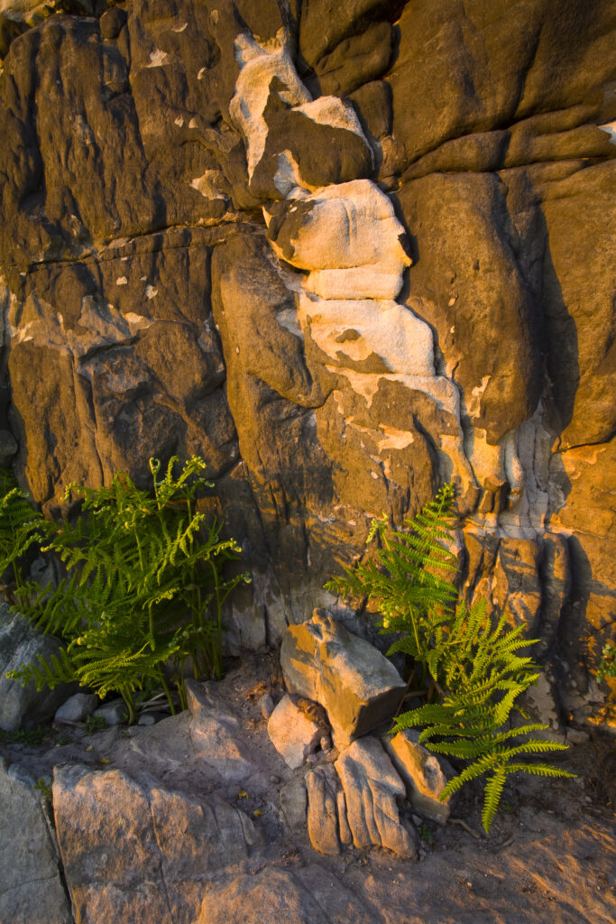 England, Northumberland, Kyloe Hills. Native ferns below an impressive Sandstone formation found on the Kyloe Hills.