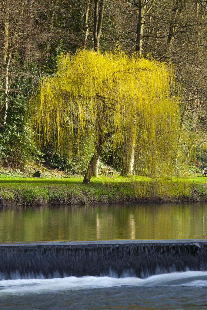England, County Durham, Durham City. Weepin Willow tree on the banks of the River Wear,below Durham Cathedral.