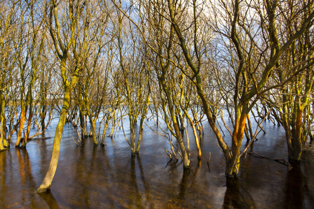 England, Northumberland / County Durham, Derwent Reservoir. Trees submerged in flood waters in the Derwent Reservoir.