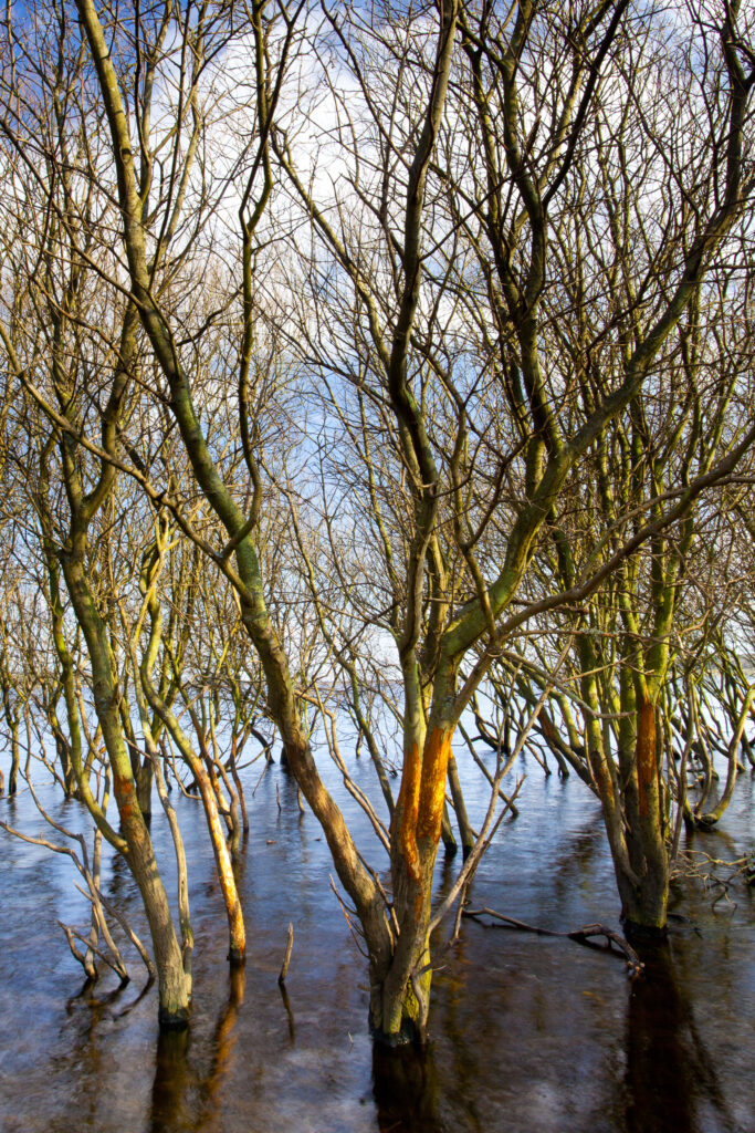 England, Northumberland / County Durham, Derwent Reservoir. Trees submerged in flood waters in the Derwent Reservoir.