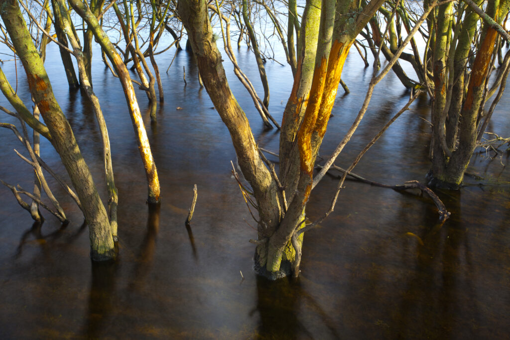 England, Northumberland / County Durham, Derwent Reservoir. Trees submerged in flood waters in the Derwent Reservoir.