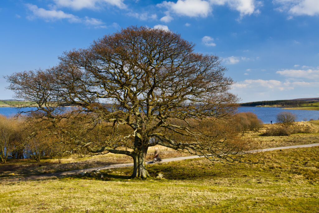 England, Northumberland / County Durham, Derwent Reservoir. Tree on the banks of the Derwent Reservoir, during the winter months.