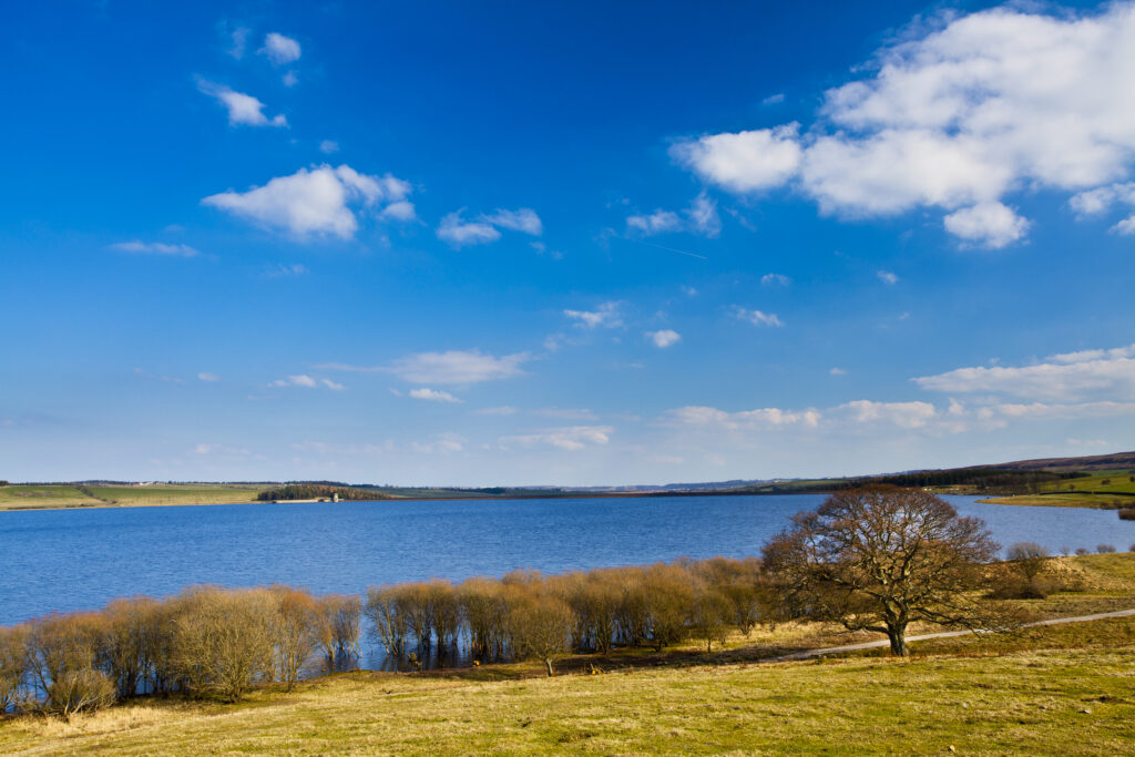 England, Northumberland / County Durham, Derwent Reservoir. Tree on the banks of the Derwent Reservoir, during the winter months.