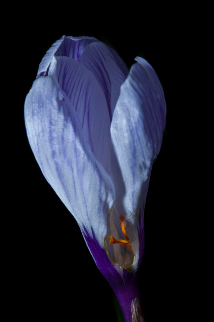 England, Northumberland, Morpeth. Close up shot of a flowering Crocus flower against a black background.