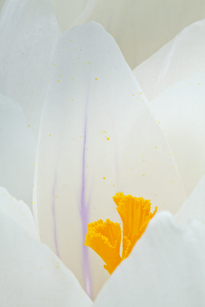 England, Northumberland, Morpeth. Detail shot of the stamen of a flowering Crocus flower.