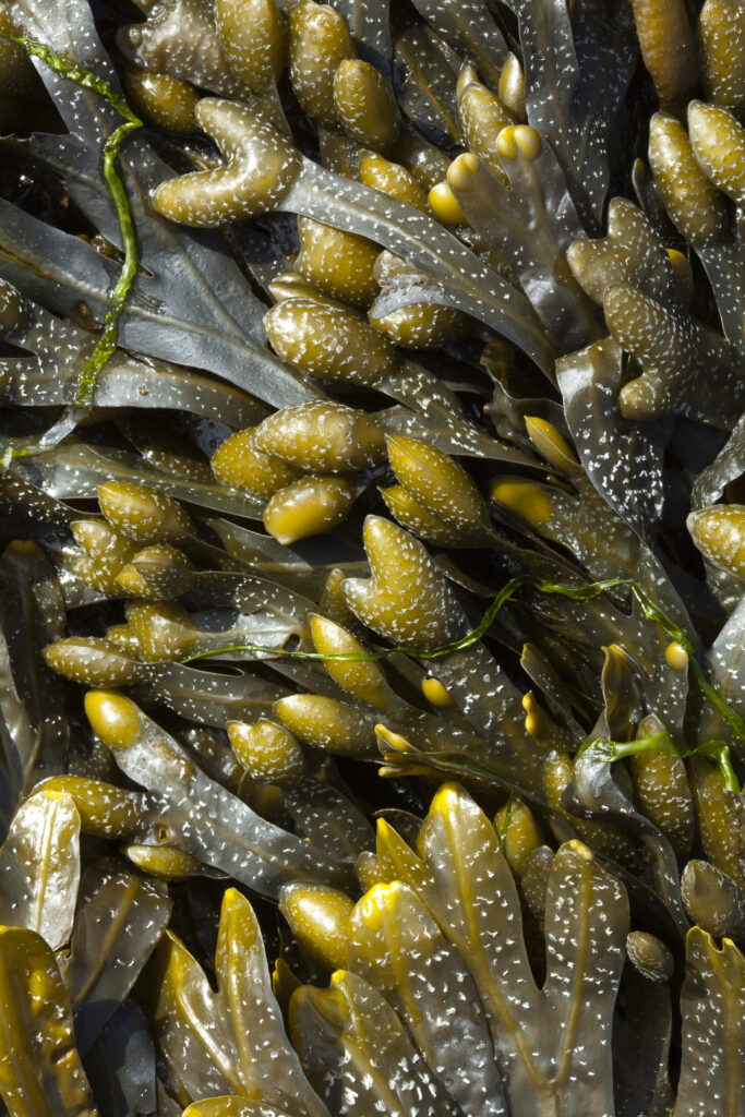 England, Tyne and Wear, Whitley Bay. Detail shot of Sea Kelp and Sea Weed found along the beach on the shore of the North Tyneside Coast.