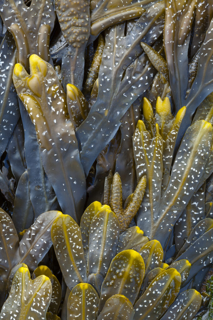 England, Tyne and Wear, Whitley Bay. Detail shot of Sea Kelp and Sea Weed found along the beach on the shore of the North Tyneside Coast.