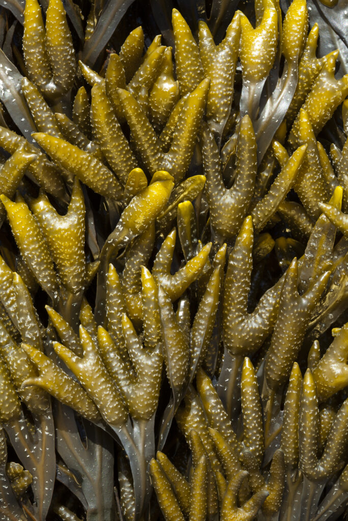 England, Tyne and Wear, Whitley Bay. Detail shot of Sea Kelp and Sea Weed found along the beach on the shore of the North Tyneside Coast.