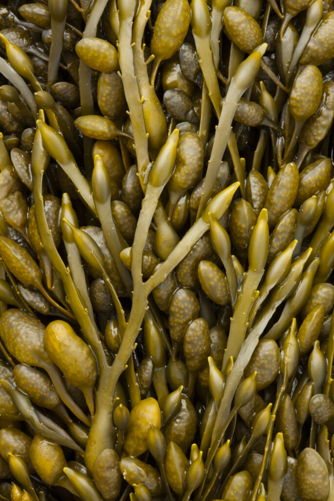 England, Tyne and Wear, Whitley Bay. Detail shot of Sea Kelp and Sea Weed found along the beach on the shore of the North Tyneside Coast.