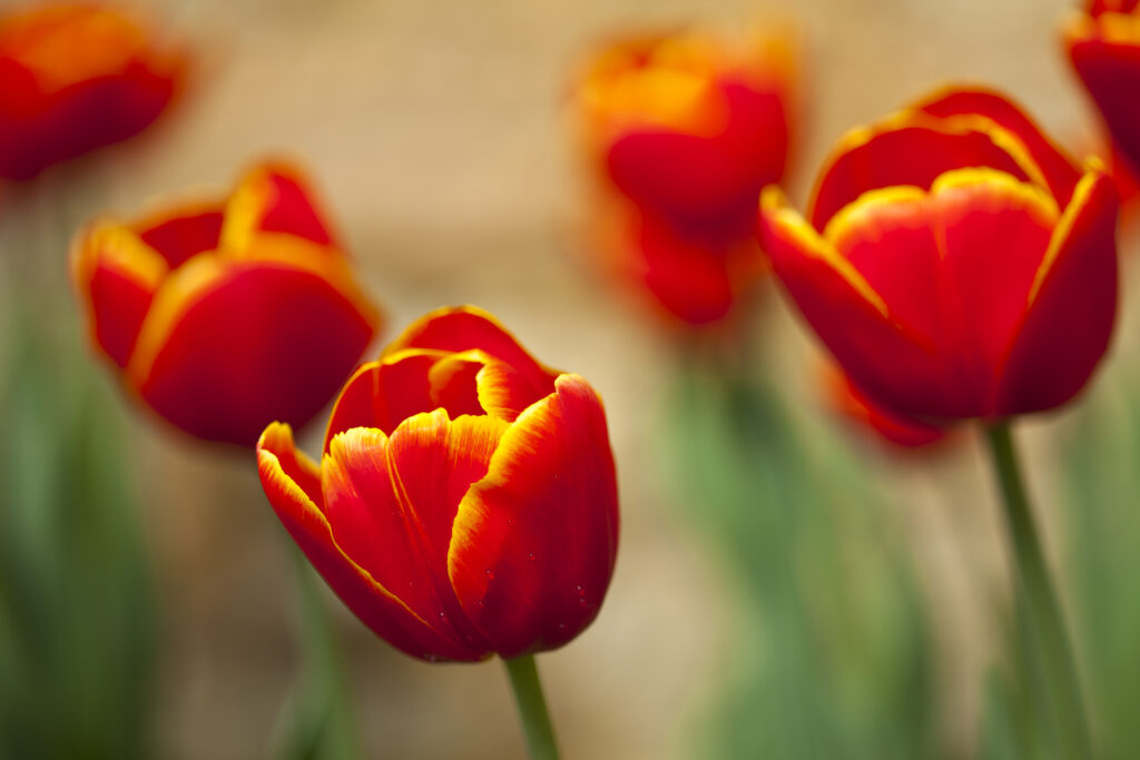 England, Northumberland, Rothbury. Flowering Tulips in the Cragside formal garden.