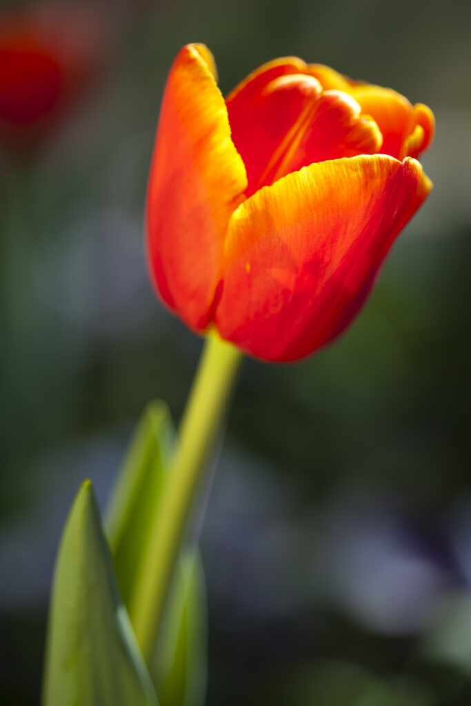 England, Northumberland, Rothbury. Flowering Tulips in the Cragside formal garden.