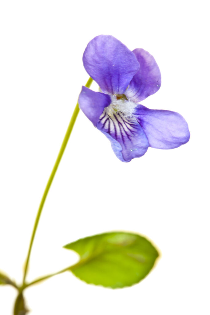 England, Northumberland, Rothbury. Wild Pansy photographed against a white background using the field studio.