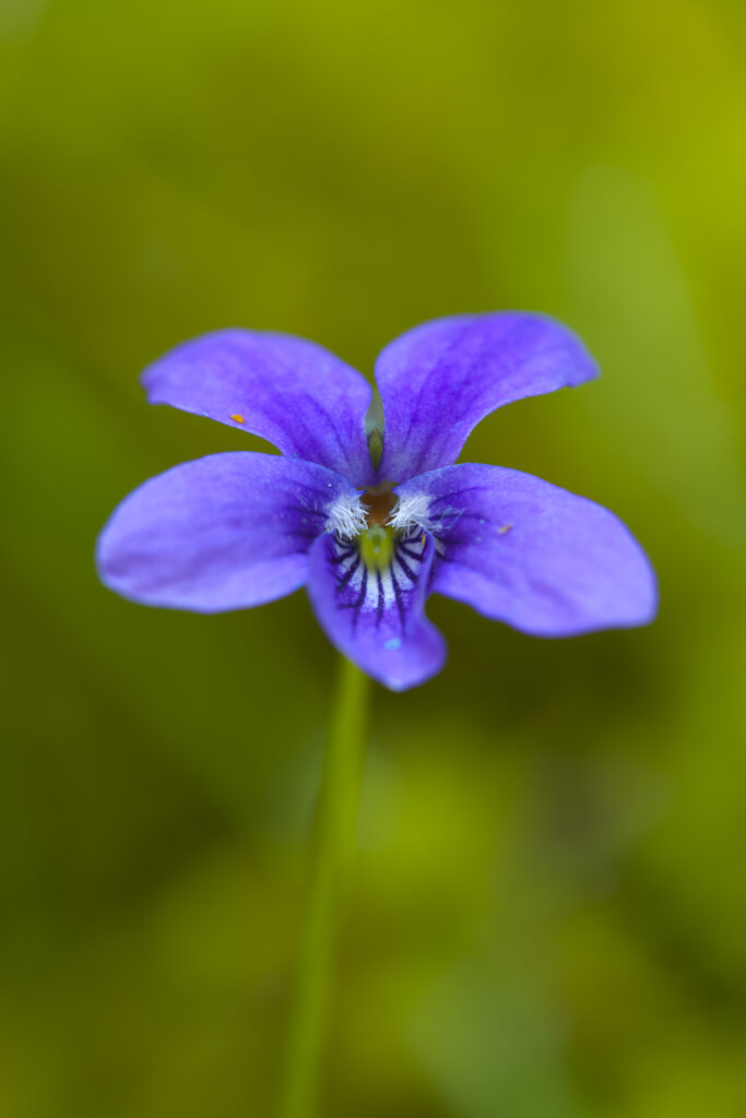 England, Northumberland, Allen Banks & Staward Gorge. Wild Pansy growing in Allen Banks Woodland.