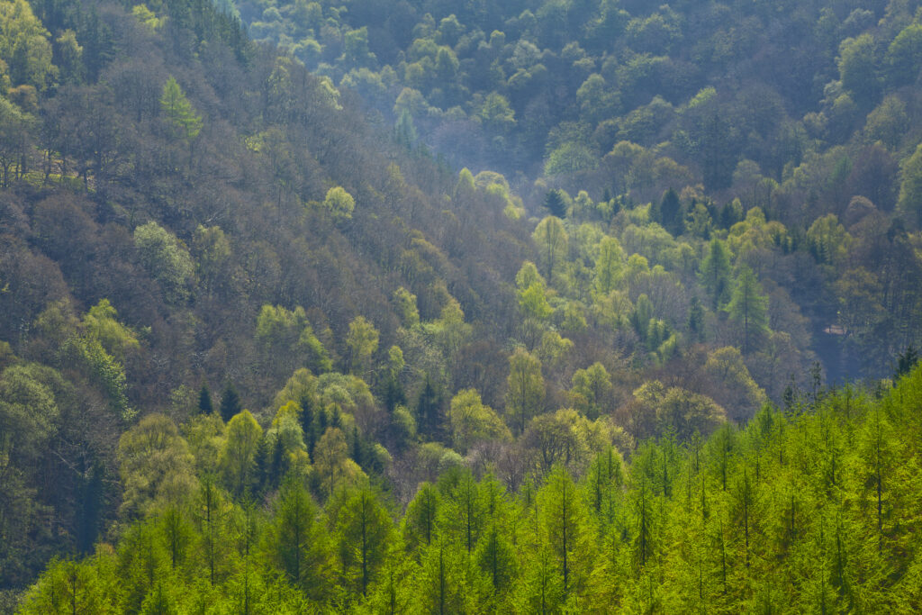 England, Northumberland, Allen Banks & Staward Gorge. Pine Tree Forest Plantation in the Staward Gorge National Trust Area.