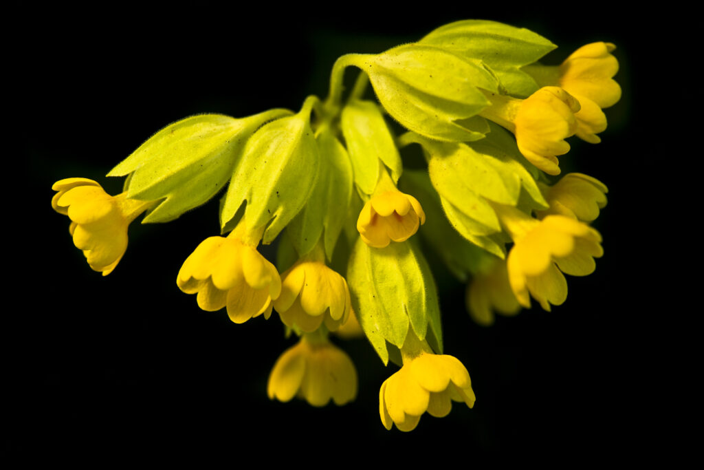 England, Northumberland, Cramilington, Shot of a group of Cowslip Wild Flowers against a balck background.