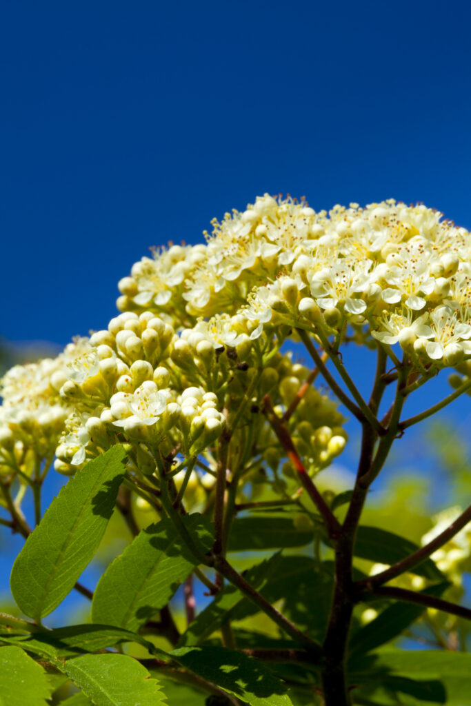England, Northumberland, Cramilington, Flowers on a tree amongst Ash leaves.