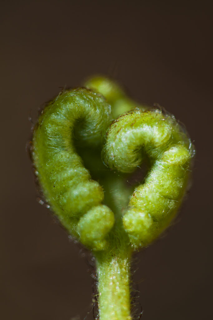 England, Cumbria, Talkin Tarn. Heart shaped fronds on a fern growing near the tarn.