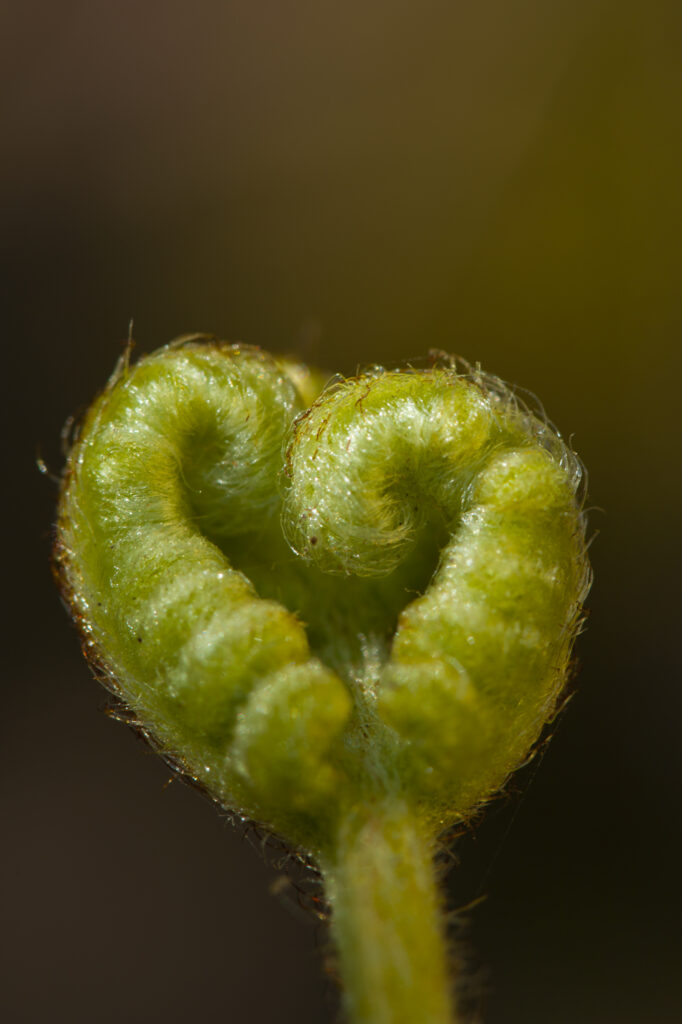 England, Cumbria, Talkin Tarn. Heart shaped fronds on a fern growing near the tarn.