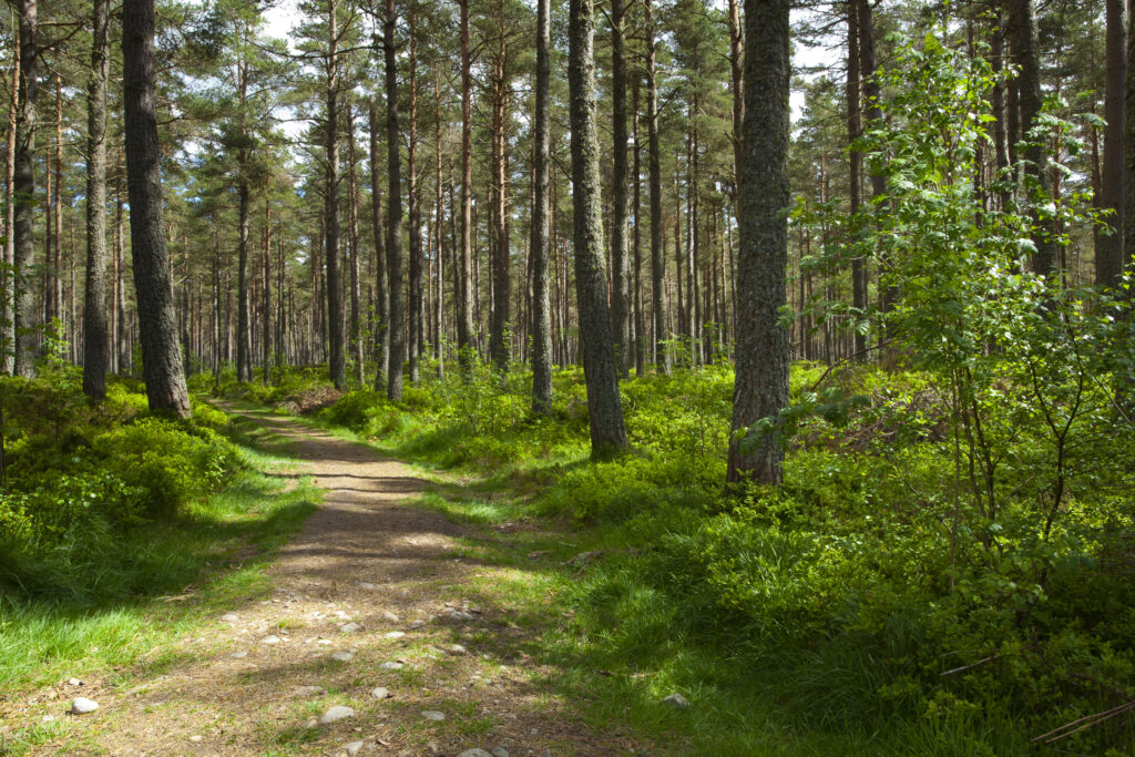 Scotland, Scottish Highlands, Cairngorms National Park. Scots Pine (Pinus sylvestris) in a remnant of the ancient Caledonian Forest near Grantown in the Highlands.