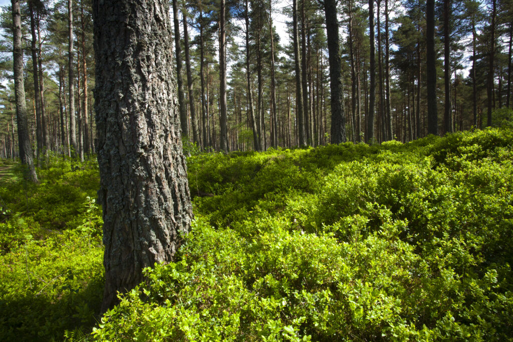 Scotland, Scottish Highlands, Cairngorms National Park. Scots Pine (Pinus sylvestris) in a remnant of the ancient Caledonian Forest near Grantown in the Highlands.