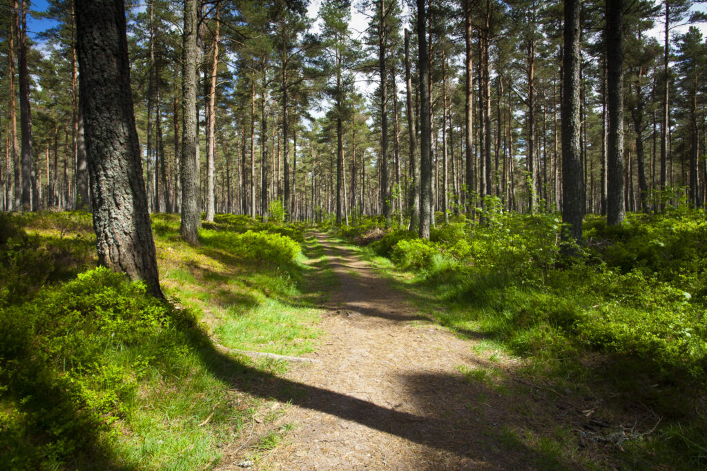 Scotland, Scottish Highlands, Cairngorms National Park. Scots Pine (Pinus sylvestris) in a remnant of the ancient Caledonian Forest near Grantown in the Highlands.