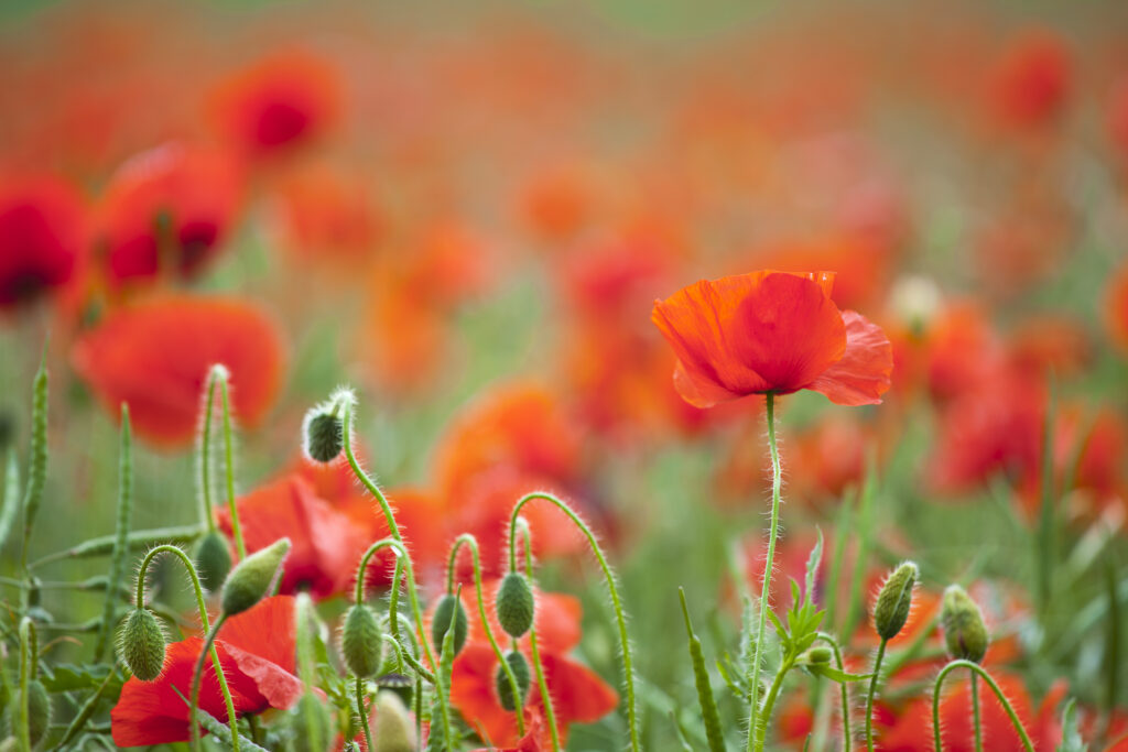 England. Northumberland, Corbridge. Poppies growing in a commercial poppy / wild-flower seed field in Northumberland.