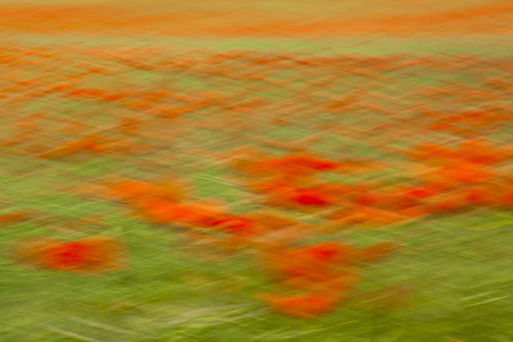 England. Northumberland, Corbridge. Poppies growing in a commercial poppy / wild-flower seed field in Northumberland.