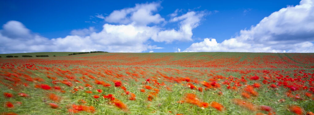 England. Northumberland, Corbridge. Poppies growing in a commercial poppy / wild-flower seed field in Northumberland.