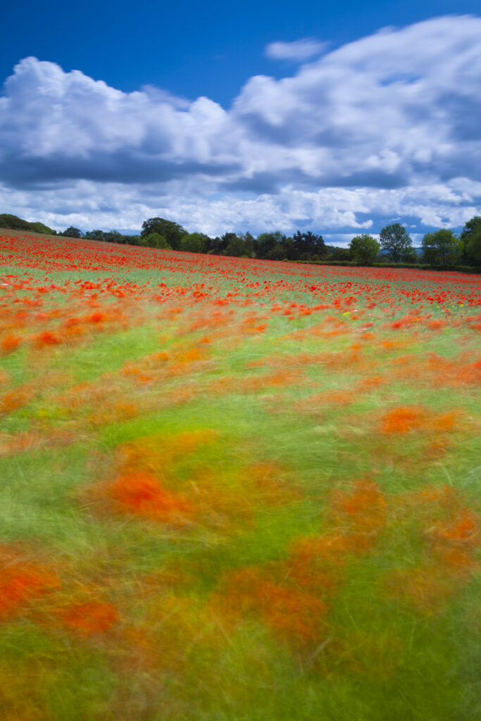 England. Northumberland, Corbridge. Poppies growing in a commercial poppy / wild-flower seed field in Northumberland.