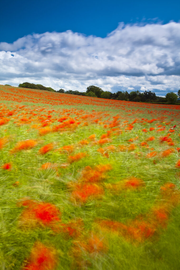 England. Northumberland, Corbridge. Poppies growing in a commercial poppy / wild-flower seed field in Northumberland.