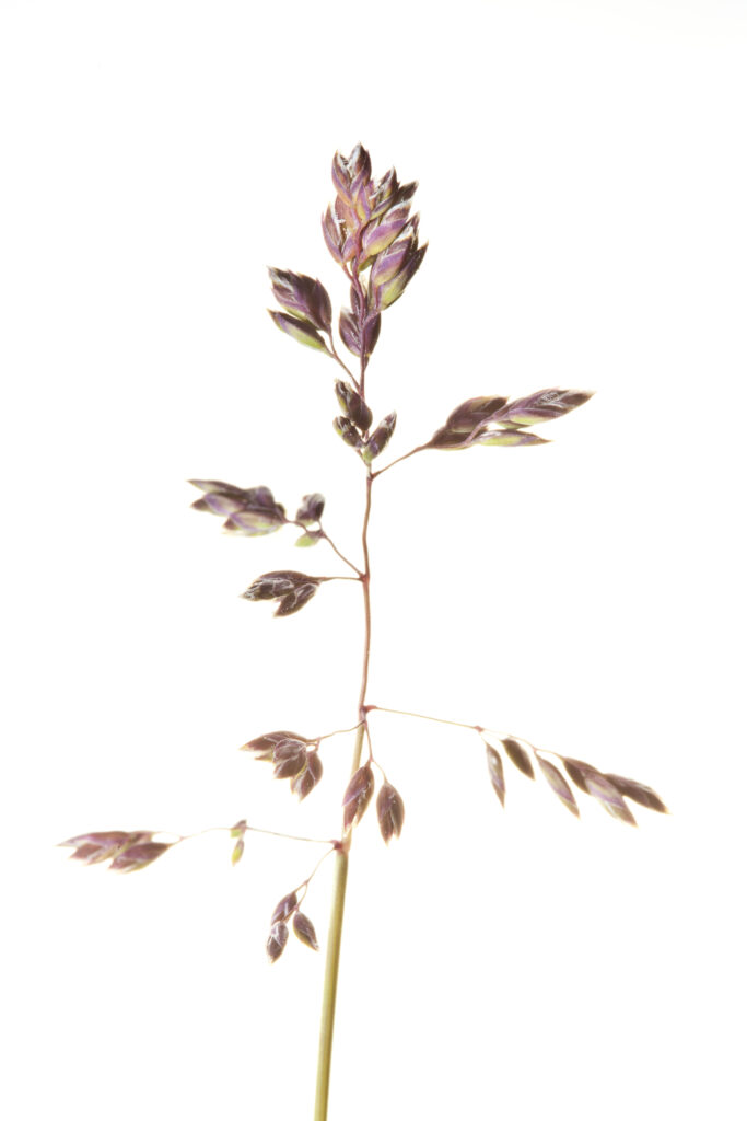 England, Northumberland, Bamburgh. Flowering grass photographed against a white background using the field studio.
