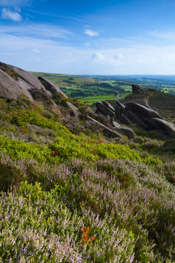 England, Staffordshire, Peak District National Park. Flowering summer heather on moorland near the rocky outcrop known as the Roaches in the Peak District National Park.