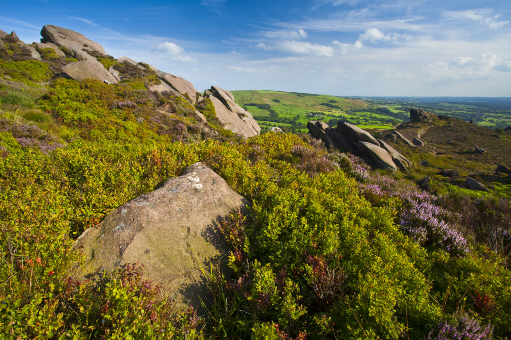 England, Staffordshire, Peak District National Park. Flowering summer heather on moorland near the rocky outcrop known as the Roaches in the Peak District National Park.