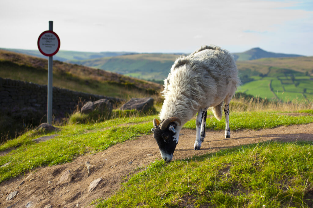 England, Staffordshire, Peak District National Park. Sheep grazing near moorland and The Roaches in the Peak District National Park.