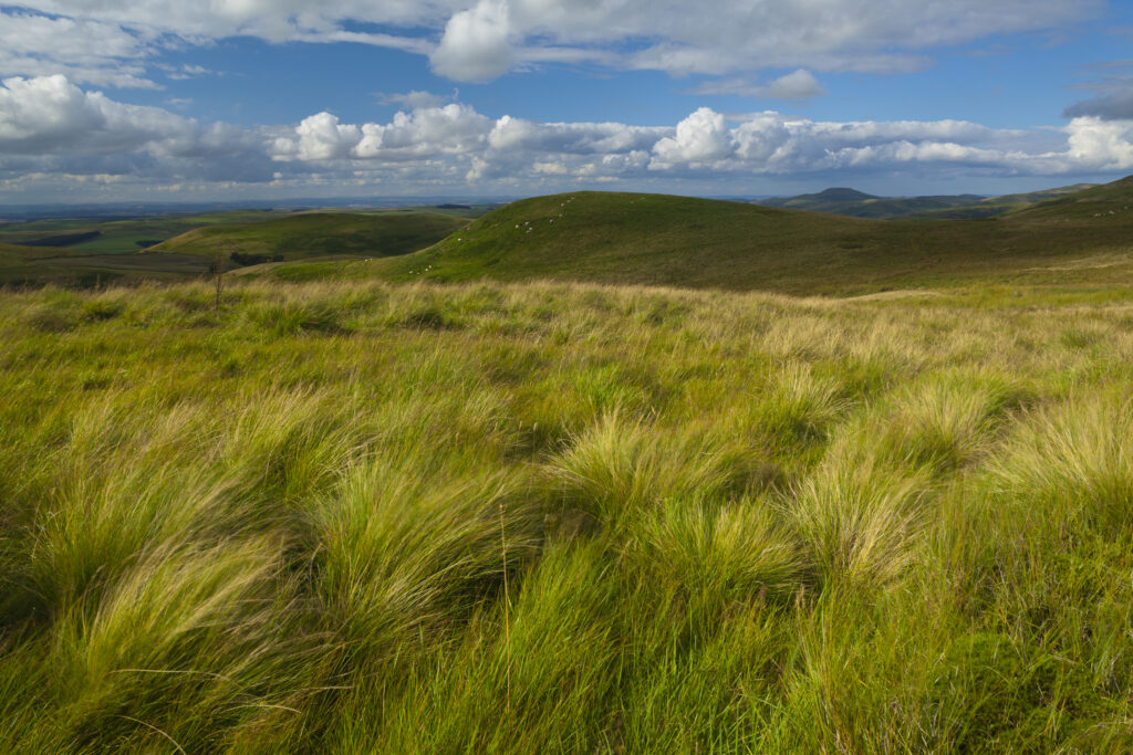 Scotland, Scottish Borders, English Border / Northumberland National Park. Looking towards the Northumberland Cheviot Hills in England from the Scottish Border.