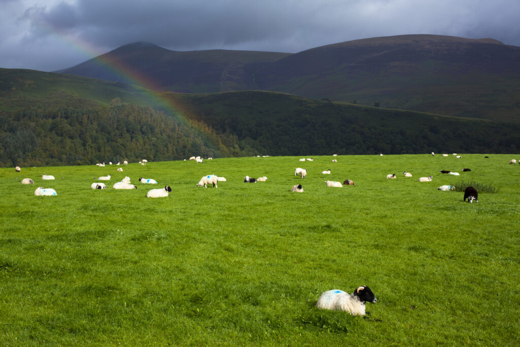 England, Cumbria, Lake District National Park. Sheep near Castlerigg Fell sitting out a rain shower whilst a rainbow appears before skiddaw mountain.