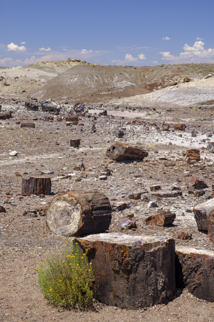 United States of America, Ariziona, Petrified Forest National Park. The surreal, colourful landscape of the Painted Desert in the Petrified Forest National Park.