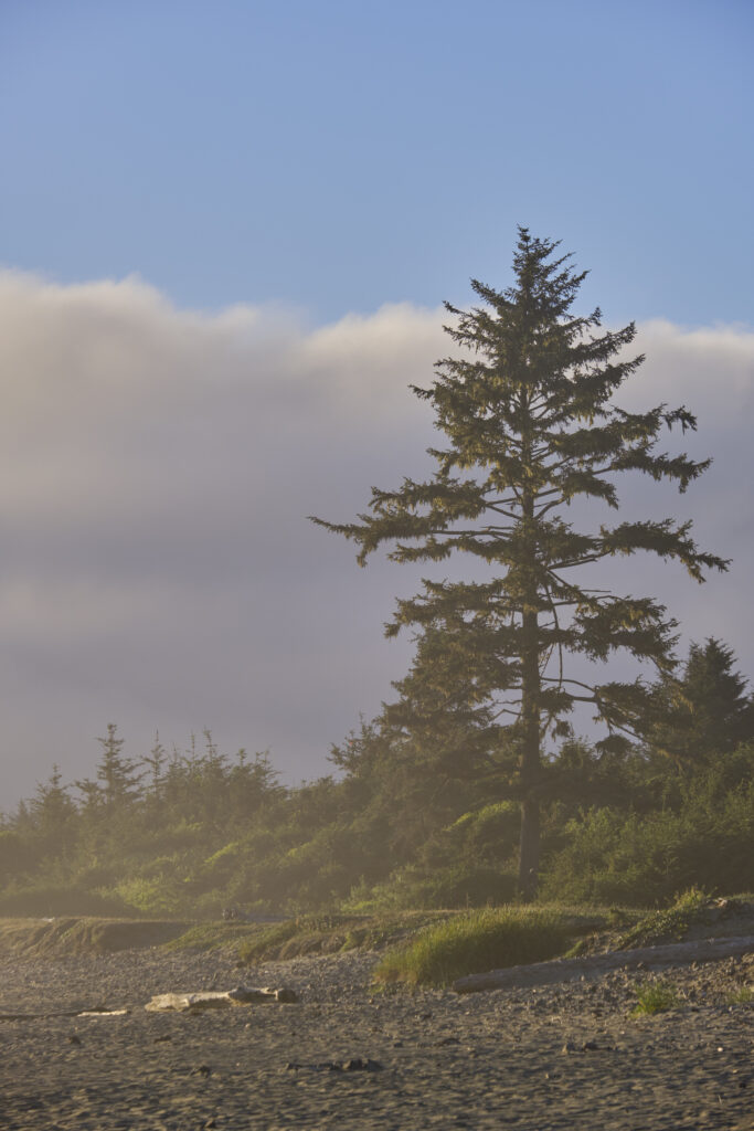 United States of America, California, Del Norte Coast Redwoods State Park. A foggy evening at Crescent Beach in the Del Norte Coast Redwoods State Park.