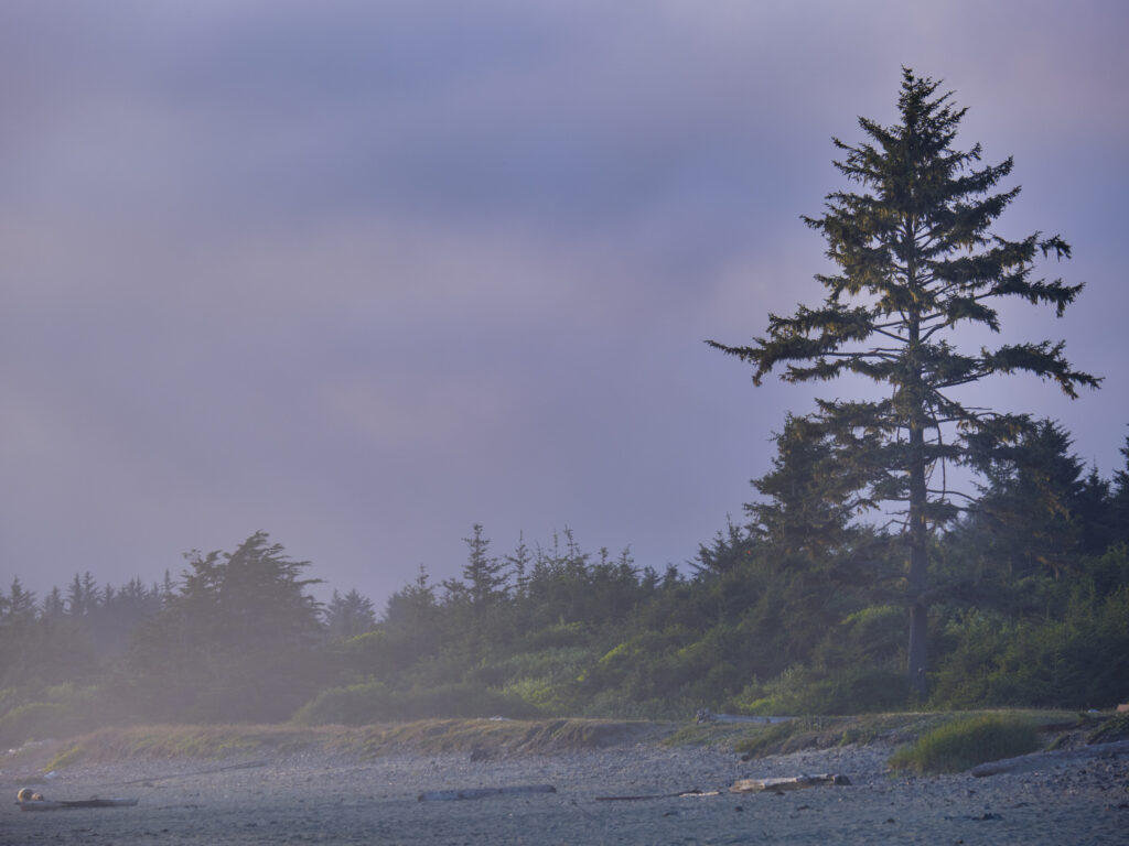 United States of America, California, Del Norte Coast Redwoods State Park. A foggy evening at Crescent Beach in the Del Norte Coast Redwoods State Park.