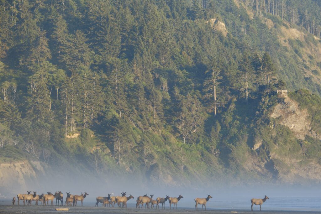 United States of America, California, Del Norte Coast Redwoods State Park. A foggy evening at Crescent Beach in the Del Norte Coast Redwoods State Park.