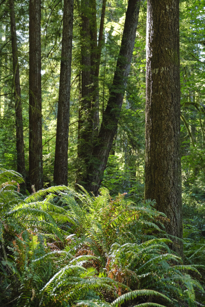 United States of America, California, Del Norte Coast Redwoods State Park. Dense vegetation and woodland in the Del Norte Coast Redwoods State Park.