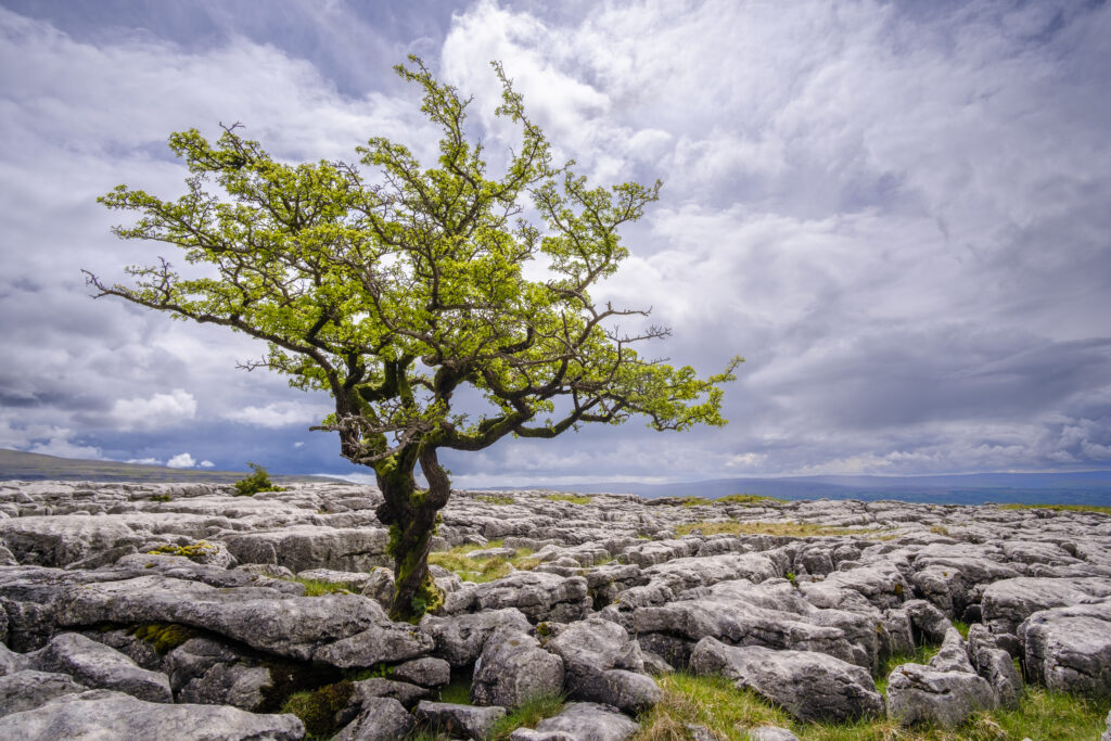 England, North Yorkshire, Twistleton Scar. Limestone pavement and Hawthorn Tree at Twistleton Scar in the Yorkshire Dales National Park.