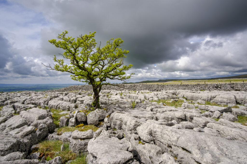 England, North Yorkshire, Yorkshire Dales National Park. A single tree in the limestone pavement known as Twisleton Scars.