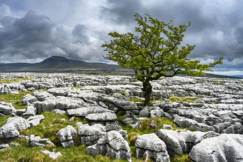 England, North Yorkshire, Yorkshire Dales National Park. A single tree in the limestone pavement known as Twisleton Scars with Ingleborough in the distance.