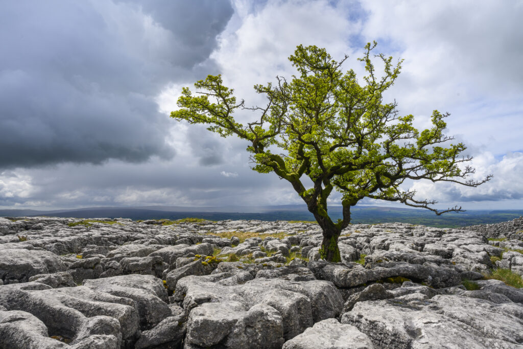 England, North Yorkshire, Twistleton Scar. Limestone pavement and Hawthorn Tree at Twistleton Scar in the Yorkshire Dales National Park.